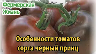 Особенности томатов сорта черный принц