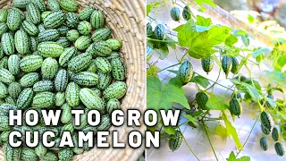 How to grow Cucamelon in a small space,  in shade - Harvest and taste test!! Mini Mexican cucumbers