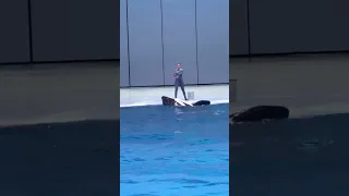 Moskvarium show Killer Whale