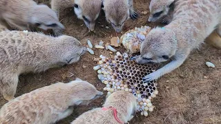 Asian giant hornet is eaten by meerkat