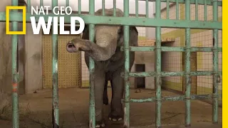 These Are the Loneliest Elephants on Earth | Nat Geo Wild