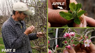 Life of an Apple Part 2 - Apple Bloom! | DAFT