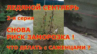 ч 2  ЛЕДЯНОЙ СЕНТЯБРЬ! Снова РИСК ЗАМОРОЗКОВ! ЧТО ДЕЛАТЬ с САЖЕНЦАМИ ВИНОГРАДА? 2 я серия