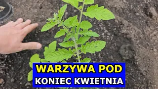 Warzywa pod Koniec Kwietnia. Rosną Pomidory, Papryki, Selery, Arbuzy, Por Sałata. Uprawa Warzyw 2024