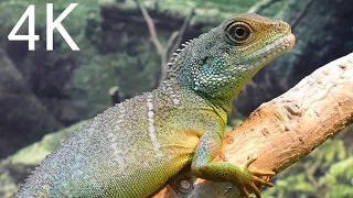 4K video of Chameleon in 60fps HDR(ultra HD)| 4K Video of nature |