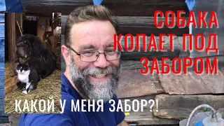 Тибетский мастиф копает под забором?