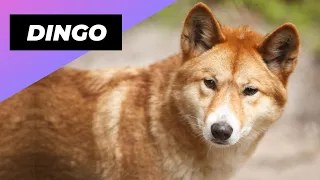 Dingo 🦊 Australia's Biggest Land Predator!