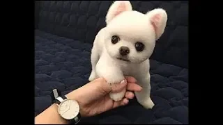 Best Funny Dog Compilation 2018 - 10 MINUTES OF FUNNY DOGS