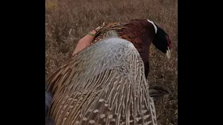 South Dakota Pheasant Opener - 2023