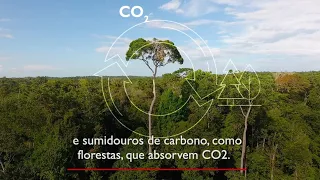 O que é sequestro de carbono?