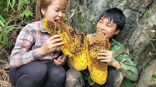 Exploiting wild bees and the dangers of honey bees. Linh's Life