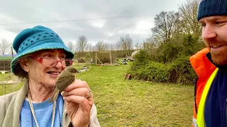 Chiffchaff - A Beautiful Warbler Explained