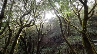 Hiking Tenerife's Enchanted Forest - Anaga Mountains