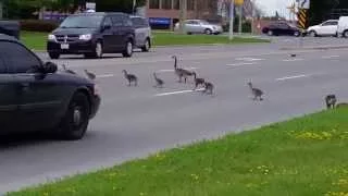 Canada Geese Crossing Road