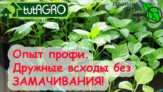 САМЫЙ ПРОСТОЙ СПОСОБ ПОЛУЧИТЬ ДРУЖНЫЕ ВСХОДЫ без замачивания и заморочек.