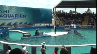 Miami Seaquarium Orca Show - 18-05-2014