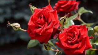 Музыка для Души и Цветы Beautiful flowers- Прекрасные цветы под красивую музыку