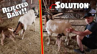 Rejected Baby Goat | Reattaching A Baby Goat