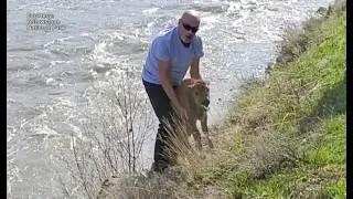 Man pleads guilty to picking up Yellowstone bison calf rejected by herd, euthanized