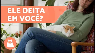 Por que os gatos deitam em cima da gente? 🐱👩🏻 (9 motivos)