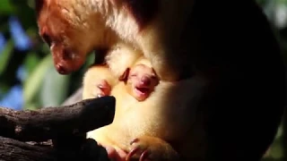 Perth Zoo Welcomes a Goodfellow's Tree Kangaroo Joey