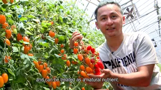 Tomato  Taiwan Leisure Farms Development Association  FULL HD 5 Minutes