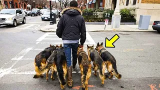 Looks like he's walking his dogs. Take a closer look and you will be amazed!