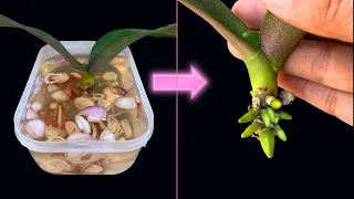 Revealing the magical secret that makes weak orchids take root quickly