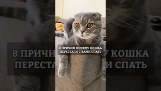 ПОЧЕМУ КОШКА ПЕРЕСТАЛА СПАТЬ РЯДОМ С ХОЗЯИНОМ?