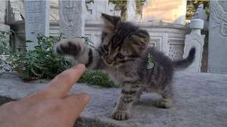 Very cute naughty and playful Kitten.