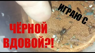 ЛОЖНАЯ ЧЁРНАЯ ВДОВА [Steatoda grossa]