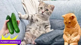 Cute animal Videos That You Just Can't Miss😻🐈