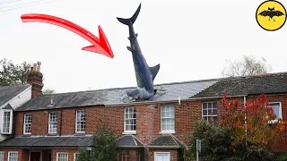 7 Incredible Animals That Fell from the Sky.