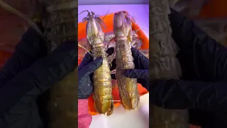 Cocok dijadikan penjaga rumah 😁 #udang #mantis #shrimp #fish #pet #udangronggeng