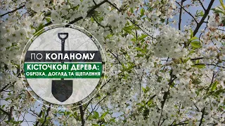 Програма "По копаному" Кісточкові дерева: Обрізка, догляд та щеплення з Євгеном Єльпітіфоровим