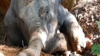 У китайському заповіднику з ями витягли слоненя