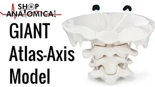 Giant Atlas Axis Anatomy Model C1 C2 Cervical Vertebrae Educational
