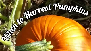 How to Tell When a Pumpkin is Ripe | Teaching My Kids What to Look For