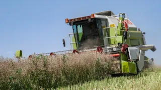 🔥 Rapeseed Harvest 2021 🚜 Claas Dominator 98 & John Deere 6120M 🤩