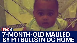 7-month-old mauled by pit bulls inside DC home left 'fighting for his life' | FOX 5 DC