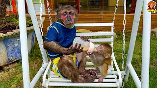 Monkey YoYo Jr is the best adoptive dad of baby monkey YiYi