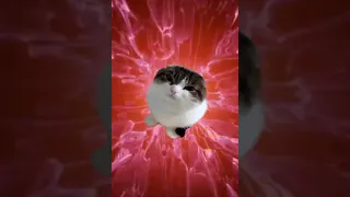 Wawa Cat gets sent to parallel universe by D4C