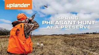 Uplander Hunts | Spring Pheasant Hunt at a Preserve!