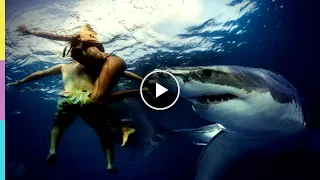 Нападение белой акулы на человека!  Удивительное спасение.  Он стал любить акул больше..