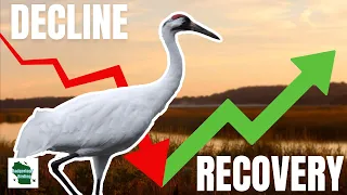 The Amazing Story of How the Whooping Crane Defeated Extinction