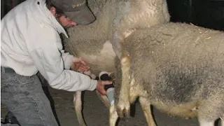 semen collection sheep/sperm collection ramp  period/ sheep insemination/sheep semen collection,