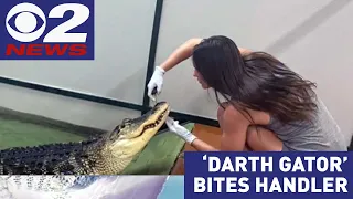 Alligator handler watches viral video for the first time since encounter with Darth Gator