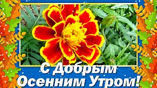 Доброе Утро! Доброе Осеннее Утро! Самые Красивые Пожелания Доброго Утра! Музыкальная Открытка!