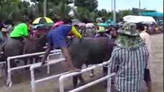 Pattaya Thailand Amazing Fail Compilations Clips 2015 Chong Buri Water Buffalo Races