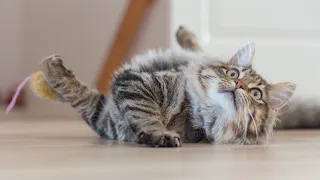 OMG So Cute Cats ♥ Best Funny Cat Videos 2021